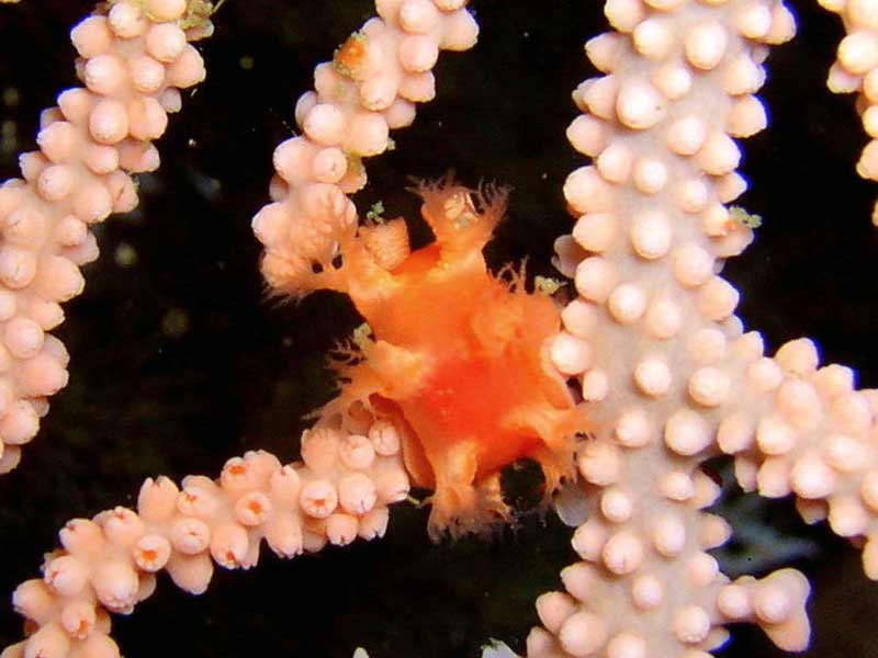 [pnewland200xxxxx_1]: Sea slug <i>Duvaucelia odhneri</i> on sea fan <i>Eunicella verrucosa</i>.
