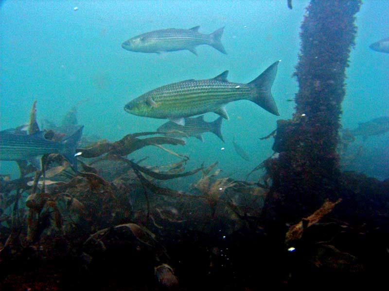 Chelon labrosus on the upper region of the James Egon Layne.