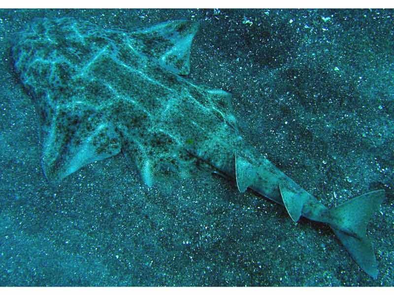Modal: A resting angel shark on sandy substrate