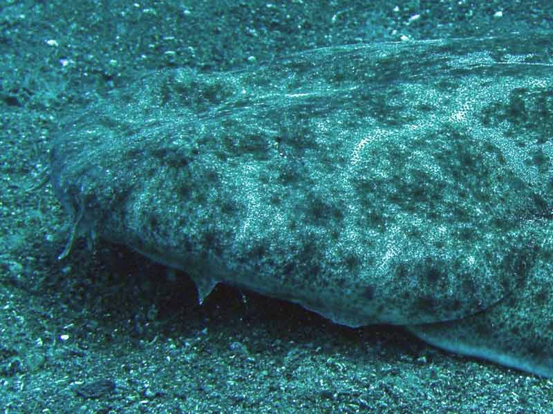 A close up of the face of Squatina squatina.