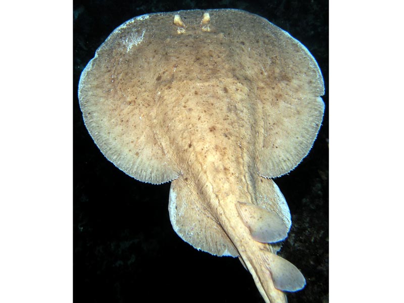 A marbled electric ray in mid-water