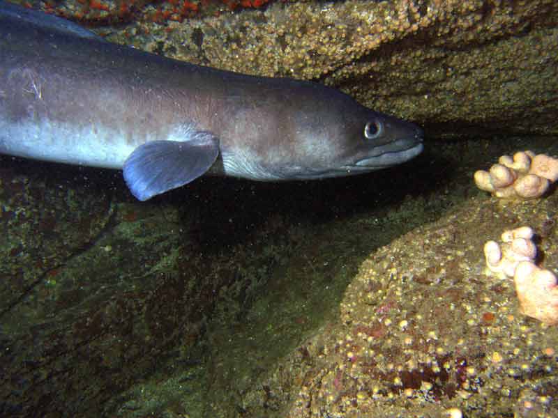 Modal: An active conger eel.