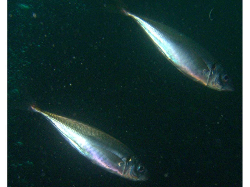 [pnewland20101026]: Two horse mackerel in open water