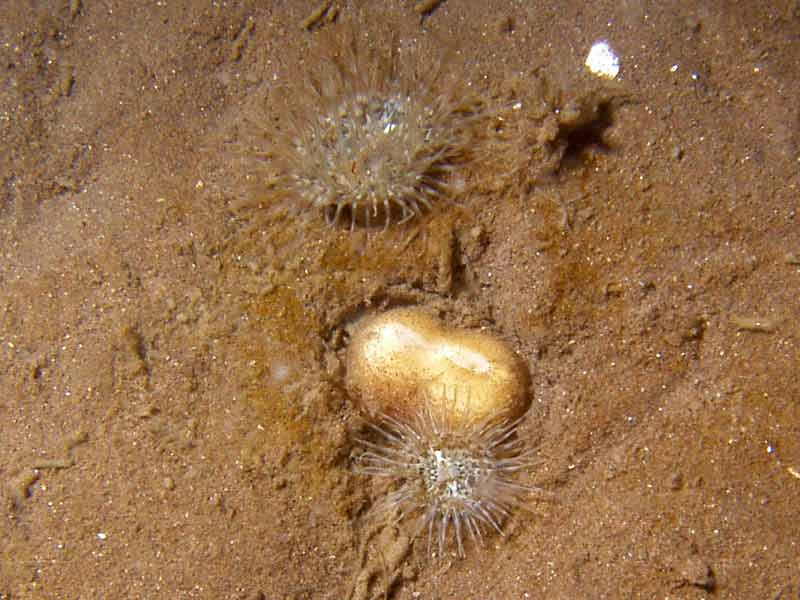 Two Cylista undata anemones adjacent to bivalve siphons.