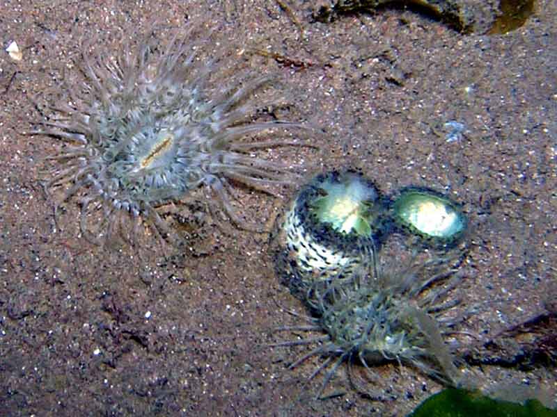 Modal: Two <i>Cylista undata</i> anemones adjacent to bivalve siphons.