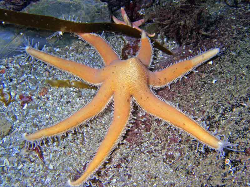 Modal: A predatory <i>Luidia ciliaris</i> sea star.
