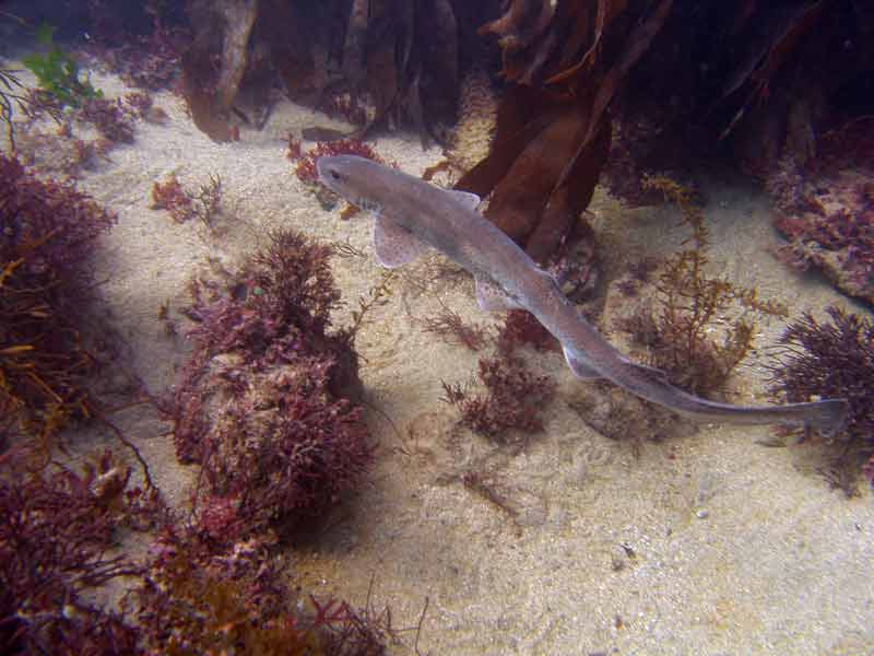 Image: A swimming small-spotted catshark.