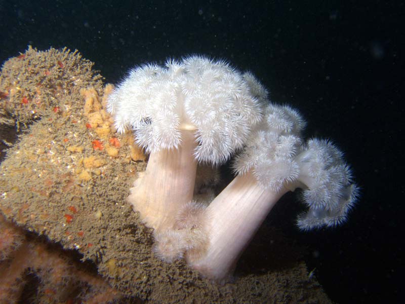 Modal: A plumose anemone colony.