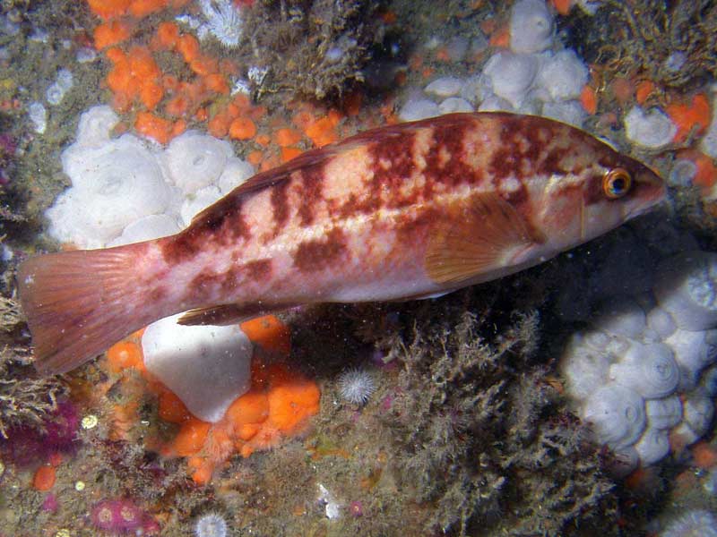 [pnewland20110126_1]: <i>Labrus bergylta</i> on Raglan Reef, The Manacles