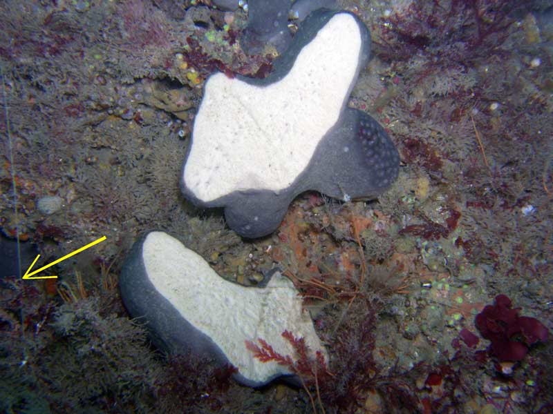 Pachymatisma johnstonia sliced by monofilament line