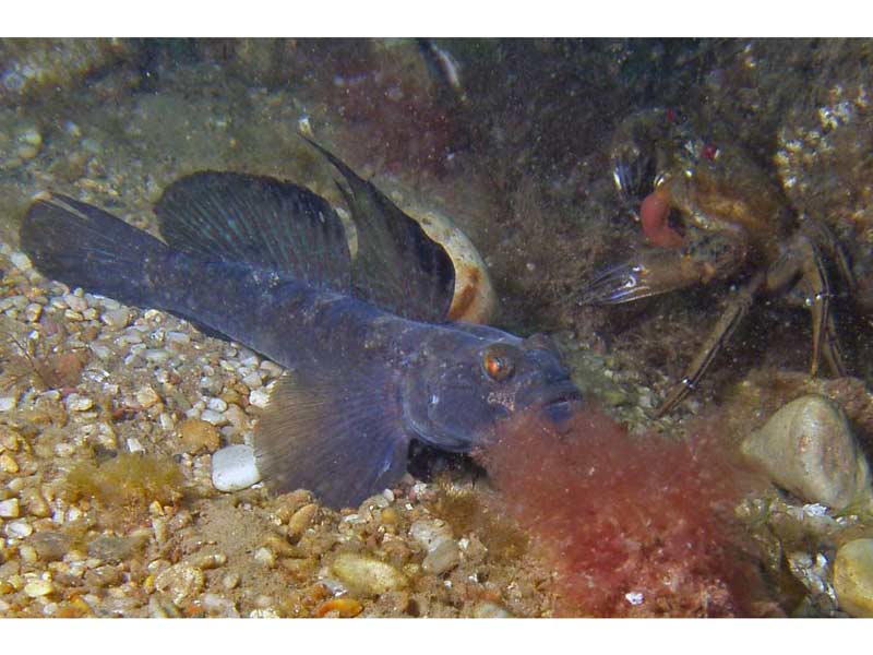 Modal: A mature male black goby