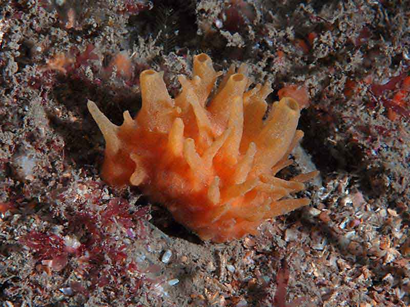 Polymastia boletiformis at Stoke Point, Plymouth.