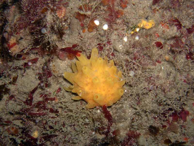 Polymastia boletiformis at Sark.