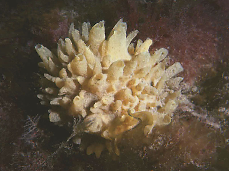 Modal: <i>Polymastia boletiformis</i>.