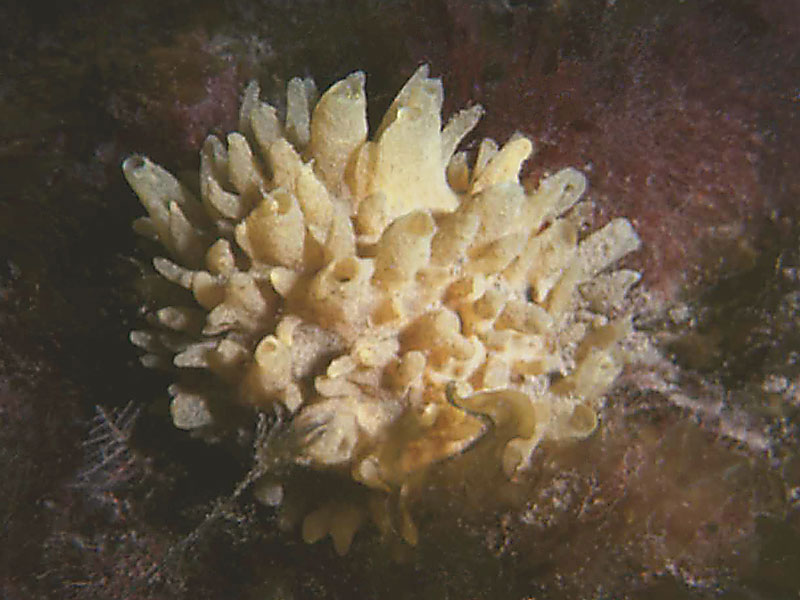 Polymastia boletiformis.