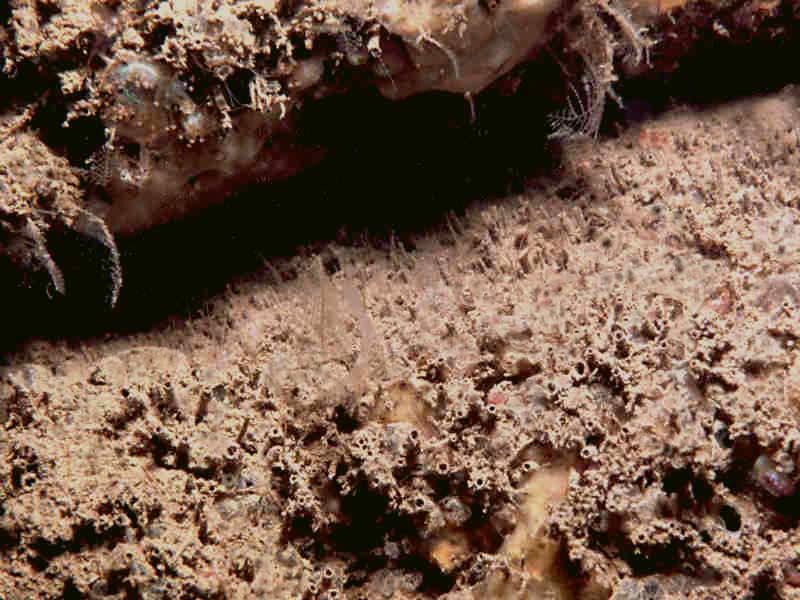 Image: Carpets of Polydora ciliata boring in limestone rock.
