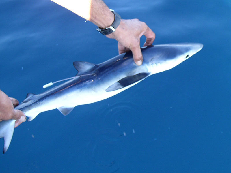 Image: The blue shark Prionace glauca with tag.