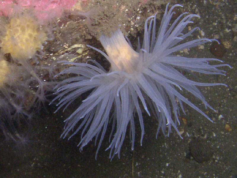 Image: The sealoch anemone Protanthea simplex.