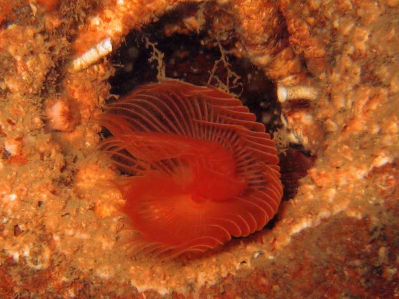 Modal: <i>Protula tubularia</i> in the Scilly Isles.