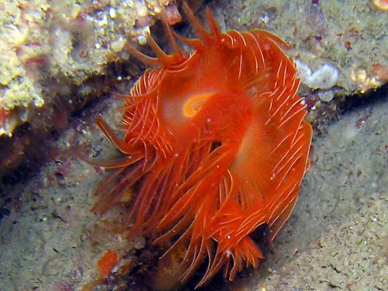 Modal: <i>Protula tubularia</i> off Mewstone, Plymouth. 28 m depth.