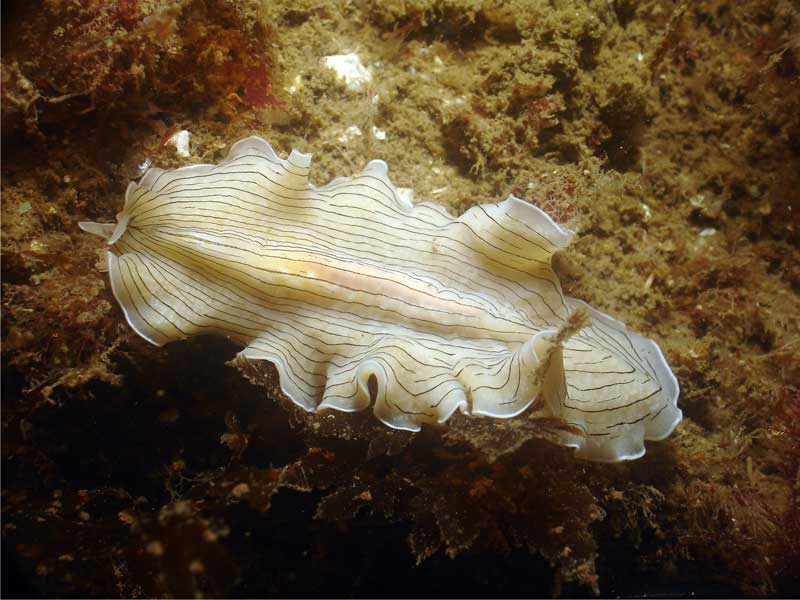 Image: Prostheceraeus vittatus in Sark, Channel Islands