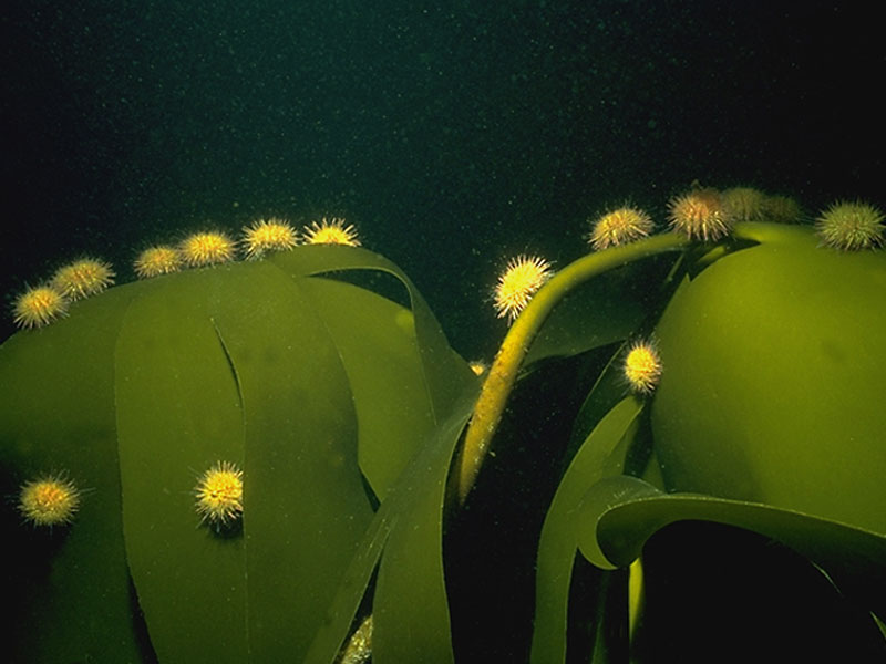 [psamil3]: <i>Psammechinus miliaris</i> on kelp.