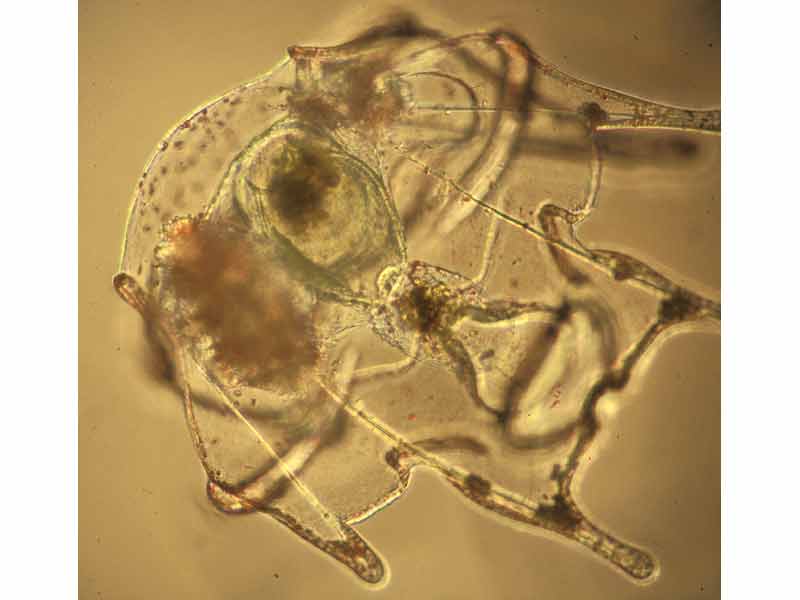 Psammechinus miliaris echinopluteus larvae, ca 17 days old with visible rudiment.