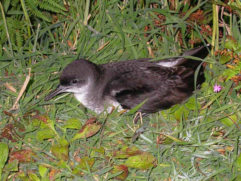[pufpuf]: The Manx shearwater, <i>Puffinus puffinus</i>, at its nest.
