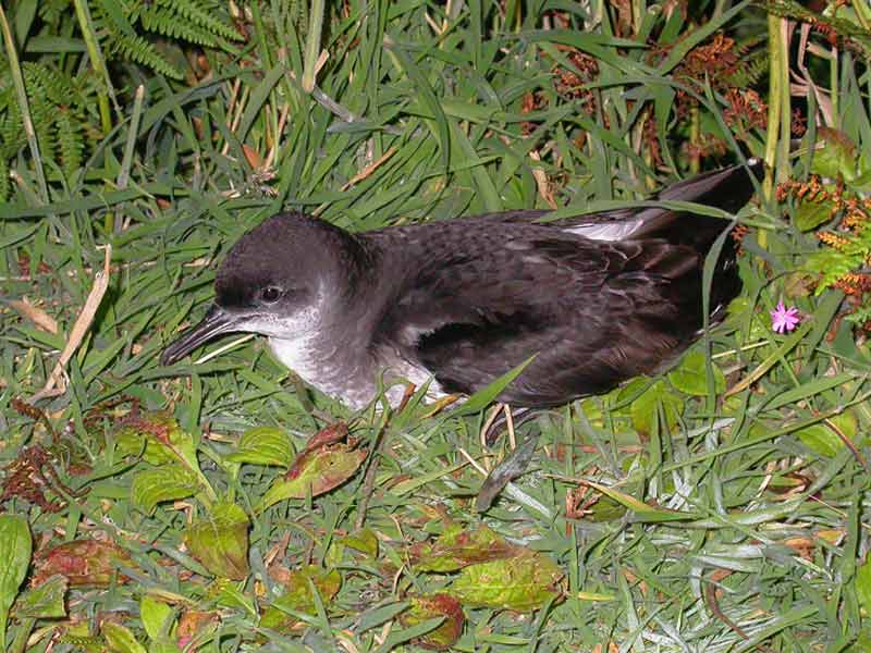 The Manx shearwater, Puffinus puffinus, at its nest.