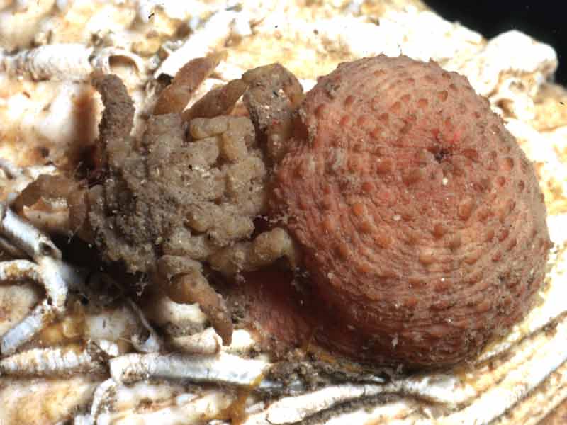 [pyclit]: <i>Pycnogonum litorale</i> feeding on an anemone.