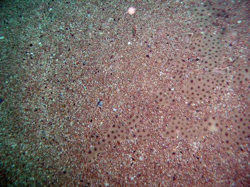 [rajbra2]: The blond ray almost completely covered in sand (spiracles are visible).