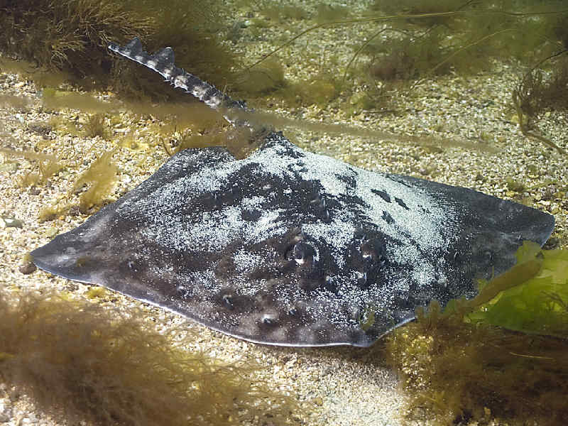 Modal: A thornback ray in shallow water.