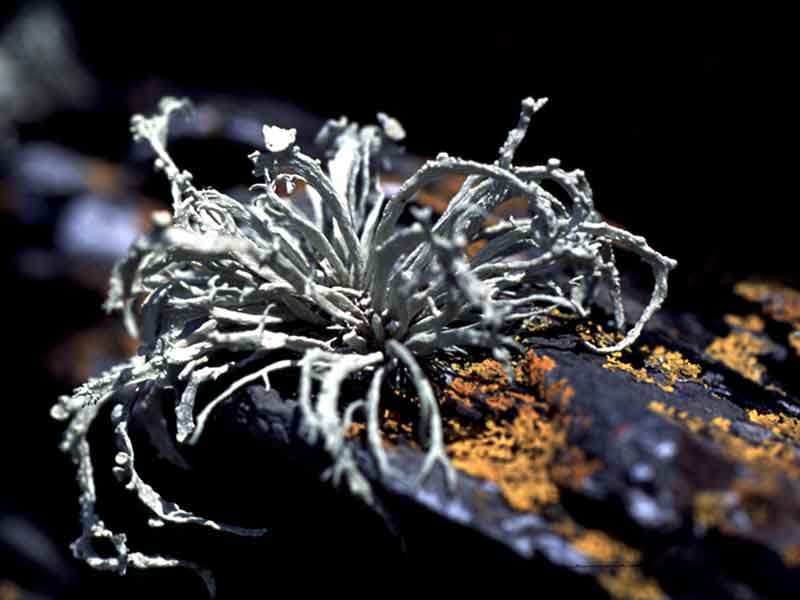 Ramalina siliquosa on upper shore rock.