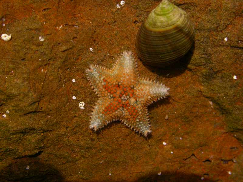 Asterina phylactica with periwinkle.