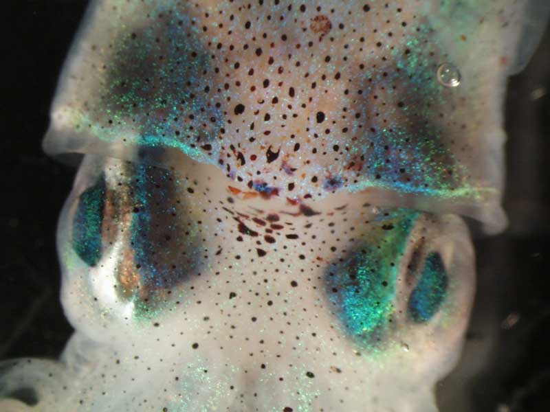 Modal: Close up of the head of <i>Rossia macrosoma</i>.