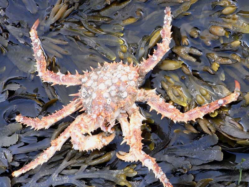 A northern stone crab in the fucoid zone of Robin Hoods bay.