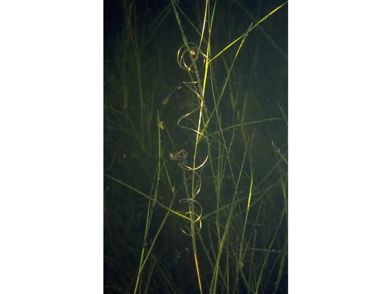 A dense stand of Ruppia sp.