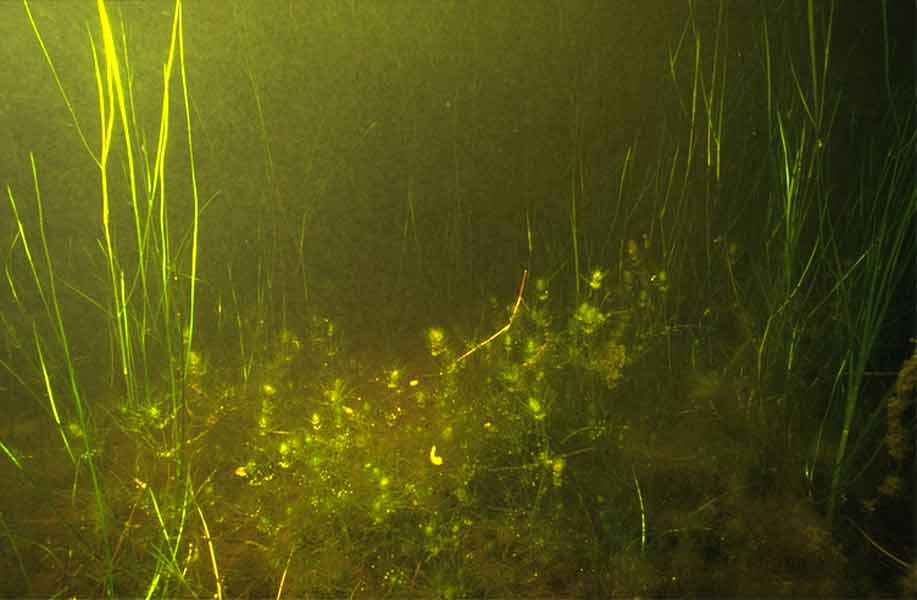 Stand of Ruppia sp. with the foxtail stonewort Lamprothamnion papulosum in foreground.