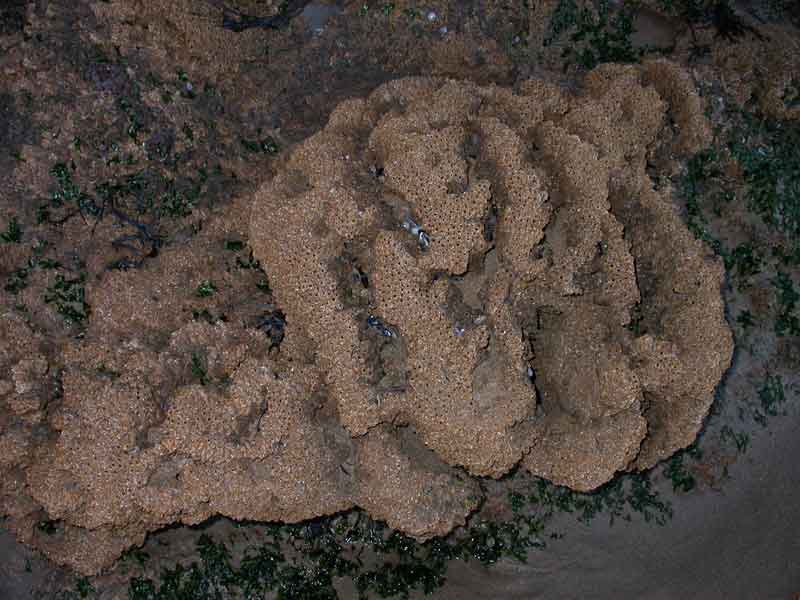 Image: A Sabellaria alveolata mound.