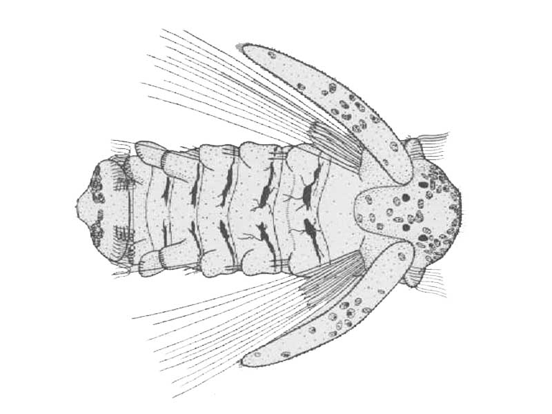 Image: Sabellaria alveolata larva about seven and a half weeks old.  Dorsal view.