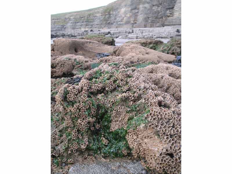 Modal: <i>Sabellaria alveolata</i> reef at Dunraven, Southerndown, south Wales.