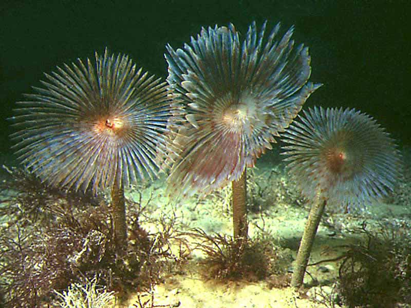 Modal: Three <i>Sabella pavonina</i> with tentacles fanned out.