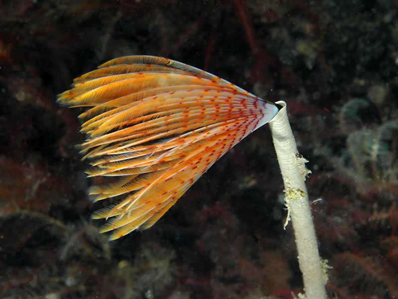 Sabella pavonina at Strome Narrows, Lochcarrin in Scotland.