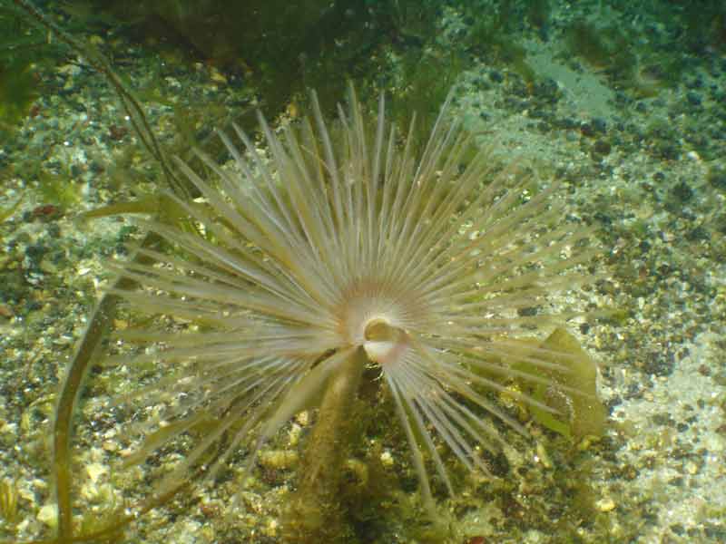 Sabella pavonina at a few metres depth.