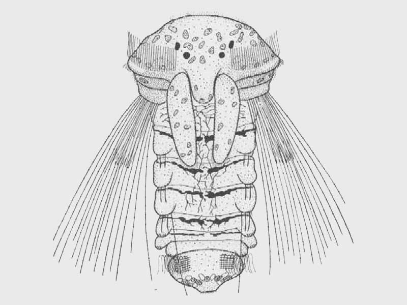 Modal: <i>Sabellaria spinulosa</i> larva about two months old.  Dorsal view.