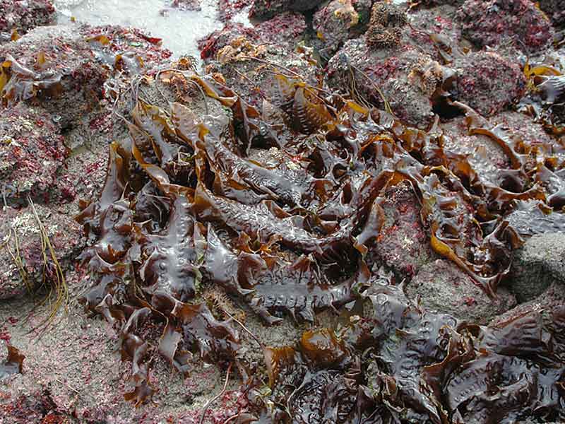 Image: Saccharina latissima exposed at low tide.