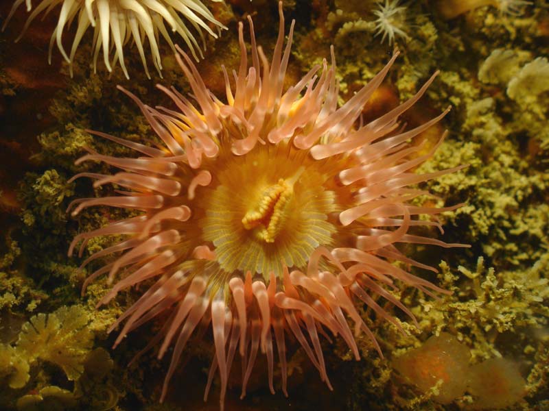 Cylista elegans var. miniata at the Scilly Isles.