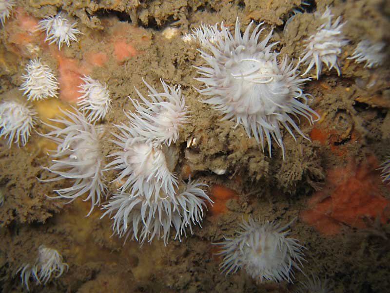 Cylista elegans var. nivea in Lyme Bay, Devon.