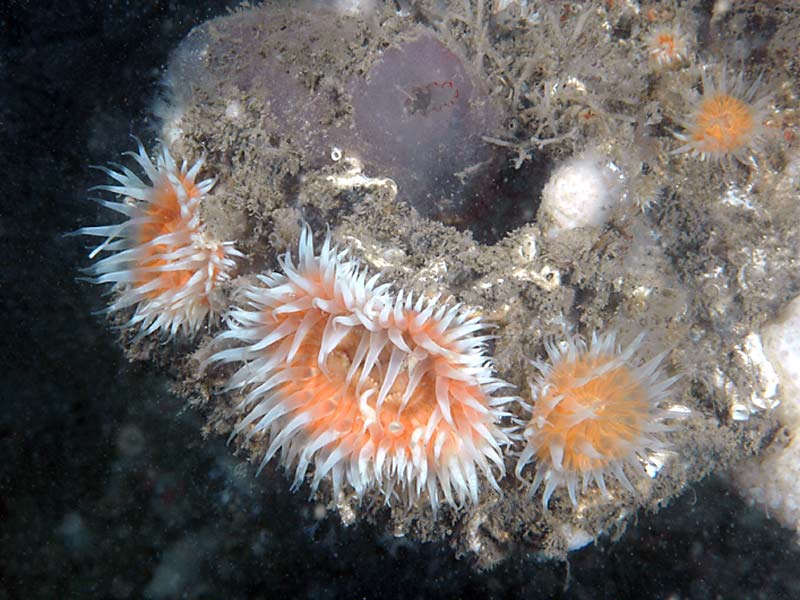 Cylista elegans var. venusta on the wreck of the Scylla, Whitsand Bay, Cornwall.