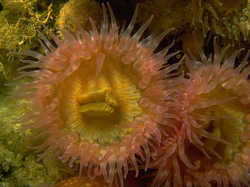 Close up of Cylista elegans.